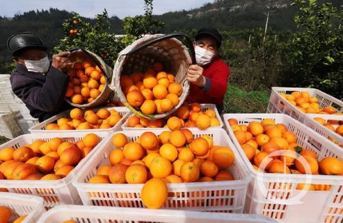 重慶特產(chǎn)戰(zhàn)疫① 重慶農(nóng)特產(chǎn)品集中 觸網(wǎng) ,與企業(yè)建立 一對(duì)一 保姆式服務(wù)